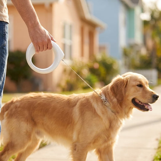 Compact Smart Dog Leash with 3 m (9.8 ft) Rope | Zoomie & Co.