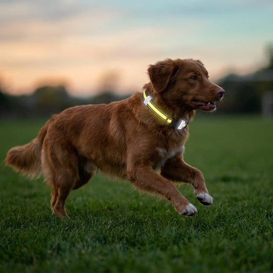 LED Light-Up Dog Collar for Night Walks | Zoomie & Co.
